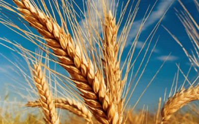 Why Gluten Free?